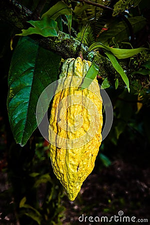 Yellow cocoa pod on a tree Stock Photo