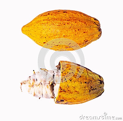 Yellow Cocoa pods old cut and whole in half with seeds isolated on white background. Stock Photo