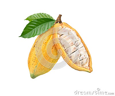 Yellow cocoa pods Stock Photo