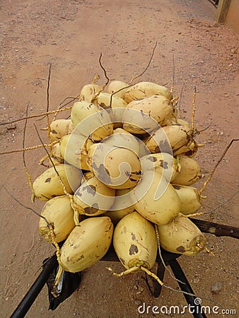 YELLOW COCONUT Stock Photo