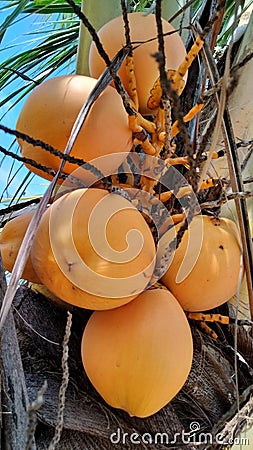 The yellow coconut in the neighbor& x27;s garden is bearing fruit Stock Photo