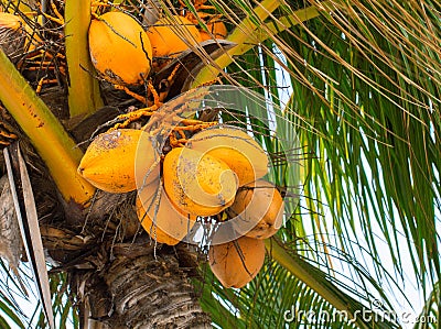 Yellow coconut on palm tree. Golden Malayan Dwarf palm tree. Golden coconut closeup. Stock Photo