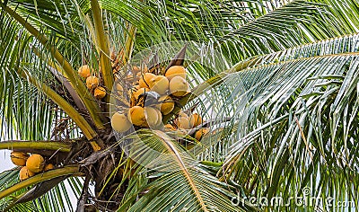 yellow coconut Stock Photo