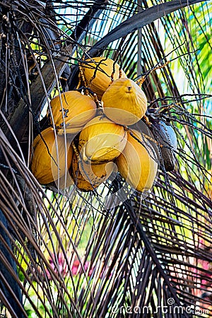 YELLOW COCONUT TREE CLOSE UP WITH BUNCH OF COCONUTS Stock Photo