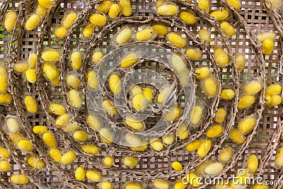 Yellow cocoons Stock Photo