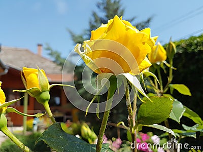 Yellow color rose petal, flower head, fresh summer floral with green leaf closeup Stock Photo