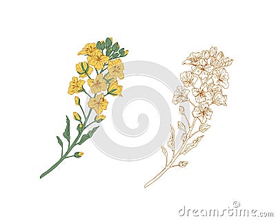 Yellow-colored canola flower and outline rapeseed sprig. Two branches of rape plants. Hand-drawn contoured floral Vector Illustration