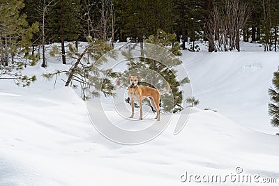 Yellow colored puppy explores deep snows in mountain forest Stock Photo