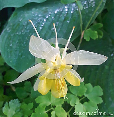 Yellow columbine Stock Photo