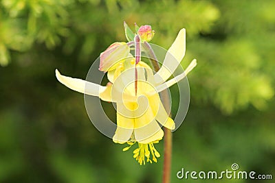 Yellow Columbine flower in Bloom Stock Photo