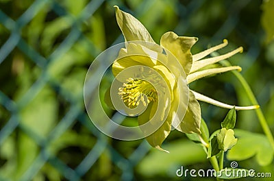 Yellow Columbine Flower in a Spring Garden Stock Photo