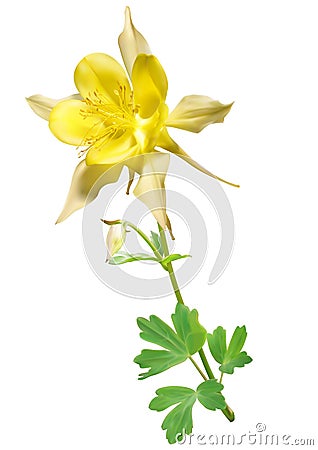 Yellow columbine flower Stock Photo
