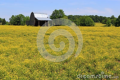 Yellow Colza Field Stock Photo