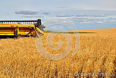 Yellow Combine in a Wheat Field Stock Photo