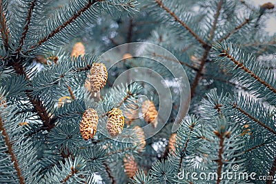 Yellow cones of blue spruce on branches with resin stains Stock Photo