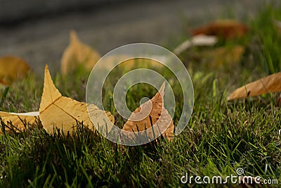 Yellow and copper leaves stick out of green grass on a lawn during fall season Stock Photo