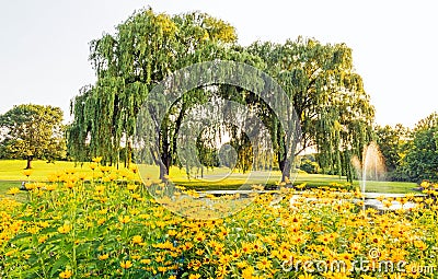 Coreopsis flowers and trees at pondside Stock Photo