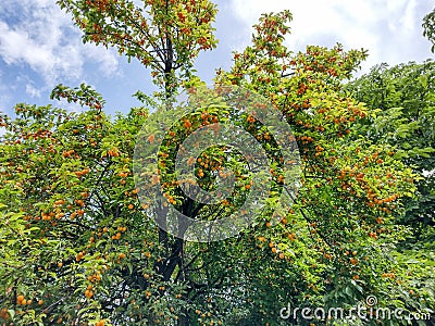 Yellow corkscrews ripe on the tree in Romania Stock Photo