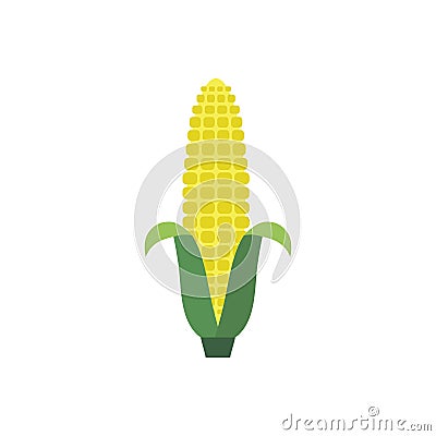 Yellow corn on the cobs, male inflorescence and leaves isolated on white background. Vector cartoon illustration Vector Illustration