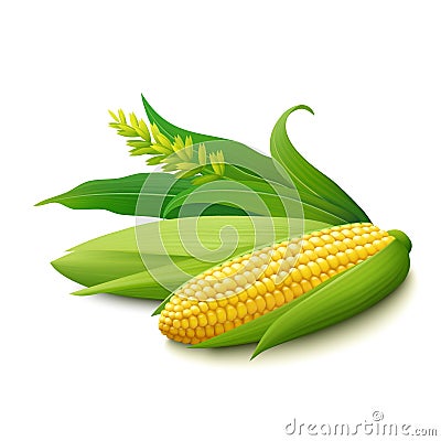 Yellow corn on the cobs on white background Vector Illustration