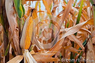 Yellow corn encased in dry pods, stands tall in the corn field, a vibrant display of nature's cycle Stock Photo