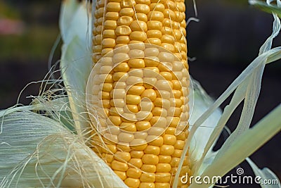 Yellow corn uncovered with green leaf on cob under sunlight at garden closeup Stock Photo