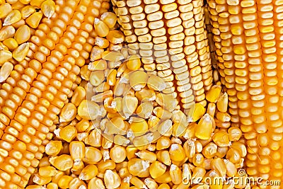 Corn texture. Stock Photo