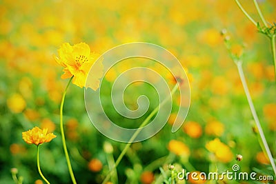 Yellow cosmos blooming with blurred background Stock Photo