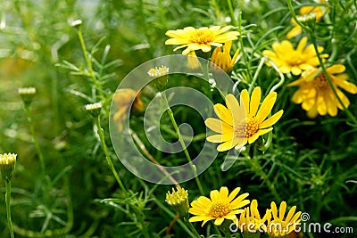 Yellow cosmos flower in the nature Stock Photo