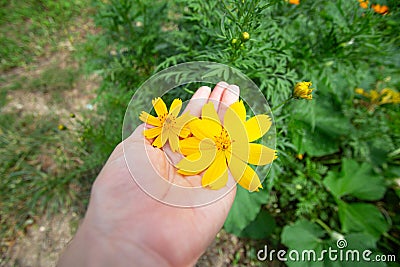 Yellow cosmos flowers nature Stock Photo