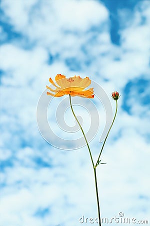 yellow cosmos flowers with white and blue sky background Stock Photo