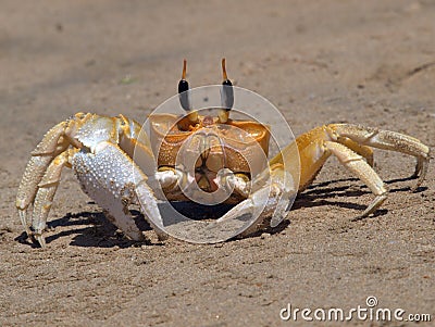 Yellow crab Stock Photo