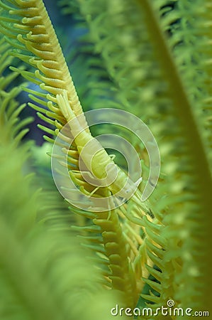 Yellow crinoid shrimp Stock Photo