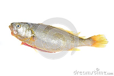 Yellow Croaker Stock Photo