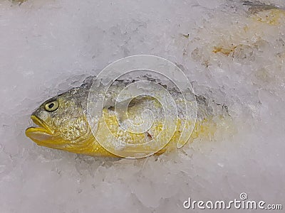 Yellow croaker or corvina fish Stock Photo