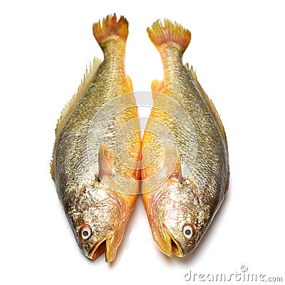 Yellow Croaker Fish Stock Photo