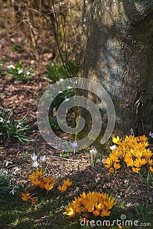 Yellow crocus flavus flowers growing around a tree trunk in a forest outside. Closeup of a beautiful bunch of flowering Stock Photo