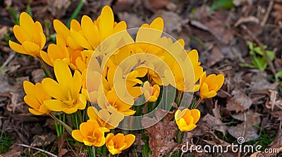 Yellow crocus flavus flowers growing in a garden or forest outside. Closeup of a beautiful bunch of flowering plants Stock Photo