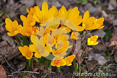 Yellow crocus flavus flowers growing in a garden or forest outside. Closeup of a beautiful bunch of flowering plants Stock Photo