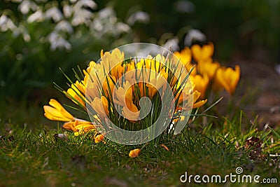 Yellow crocus flavus flowers growing in a garden or forest outside. Closeup of a beautiful bunch of flowering plants Stock Photo