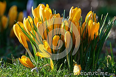 Yellow crocus flavus flowers growing in a garden or forest outside in the sun. Closeup of a beautiful bunch of flowering Stock Photo