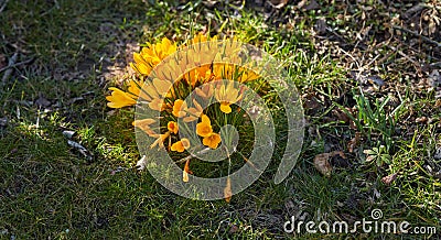 Yellow crocus flavus flowers growing in a sunny garden outdoors. Closeup of a beautiful bunch of flowering plants with Stock Photo