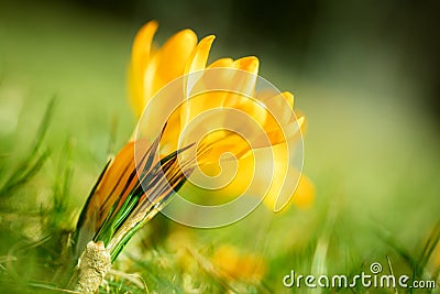 Yellow crocus flower on a green spring meadow, closeup of a crocus flavus Stock Photo