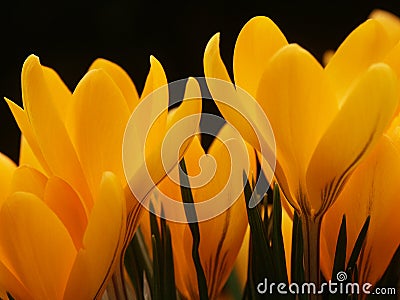 Yellow crocus flowers Stock Photo