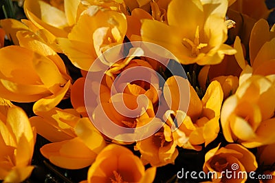 Yellow crocus flowers Stock Photo