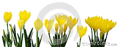 Yellow Crocus flowers Stock Photo