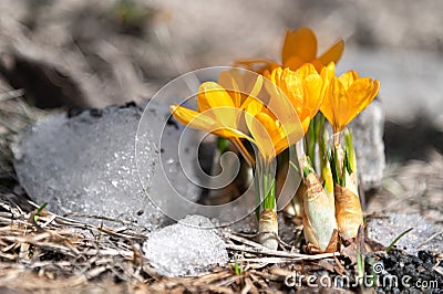 Yellow crocus flowers blooming in spring time Stock Photo