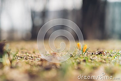 Yellow crocus flowers by early springtime Stock Photo