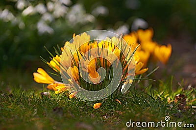 Yellow crocus flowers growing in a garden or forest meadow outside in the sun. Closeup of a beautiful bunch of flowering Stock Photo