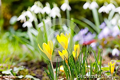 Yellow crocus growing from earth outside. Stock Photo